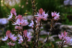 Bloem